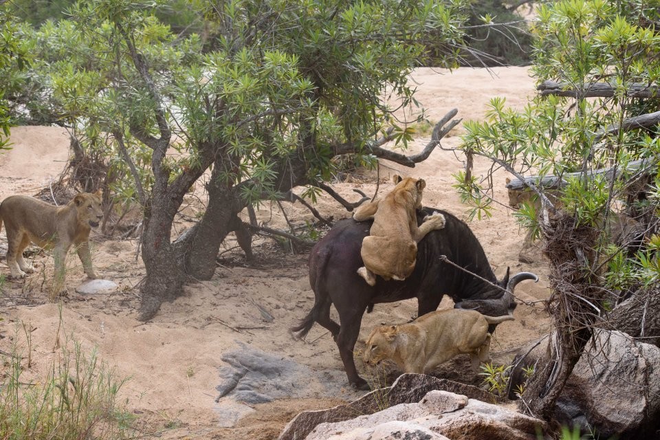 Trong khi khám phá công viên động vật hoang dã Londolozi ở Nam Phi, nhiếp ảnh gia Sergey Gorshkov đã phát hiện cảnh tượng đàn  sư tử đói bao vây một con trâu rừng nặng khoảng 600kg.