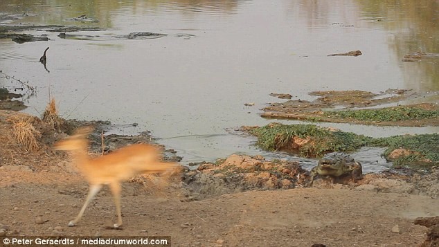 Linh dương nhanh chân tháo chạy cá sấu từ dưới hồ nước lao lên trong vườn quốc gia Nam Luangwa, Zambia.