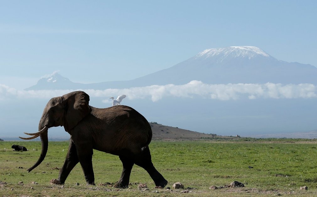 Hình ảnh động vật ấn tượng ghi cảnh voi khổng lồ đi qua ngọn núi Kilimanjaro trong vườn quốc gia Amboseli, Kenya. (Nguồn Guardian)