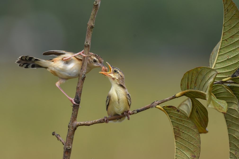 Hình  ảnh động vật tuần đẹp ghi cảnh chim chiền chiện mẹ mớm mồi cho chim non trên cành cây ở Painan, Indonesia. (Nguồn Guardian)