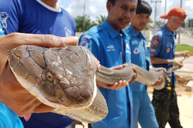 Hình  ảnh động vật ấn tượng ghi cảnh các nhân viên cứu hộ bế con rắn hổ mang chúa dài 4m được bắt từ trong cống thoát nước ở Krabi, Thái Lan. (Nguồn Guardian)