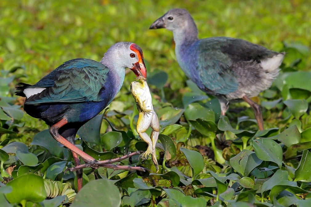 Chim sâm cầm bắt ếch dưới đầm lầy ở ngoại ô thành phố Colombo, Sri Lanka. (Nguồn Guardian)