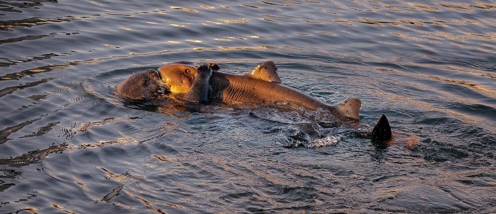  Rái cá biển cố gắng ăn thịt cá mập sừng ở ngoài khơi California, Mỹ. (Nguồn Guardian)