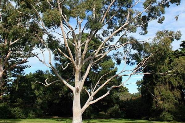 Bạch đàn (Eucalyptus) là chi thực vật có hoa trong họ Đào kim nương - loài thực vật bản địa có xuất xứ từ Úc, du nhập vào Việt Nam khoảng thập niên 1950. Loài cây tưởng chừng như không có gì đặc biệt này lại ẩn chứa một bí mật hết sức thú vị.