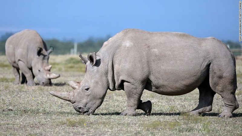 Tê giác trắng hay tê giác môi vuông (Ceratotherium simum) là một trong năm loài tê giác còn tồn tại và là sinh vật khổng lồ còn sống trên Trái Đất. Mặc dù có tên là tê giác trắng nhưng loài động vật này có lớp da màu xám tro, hoàn toàn giống với màu của loài tê giác đen.