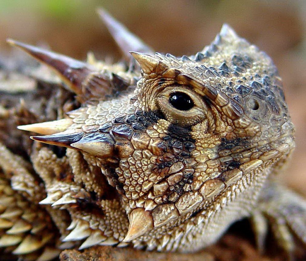 Tên gọi chính thức của những “con quỷ” này là kỳ nhông sừng gai sa mạc (Desert Horned Lizard) một loài thằn lằn có nguồn gốc từ các sa mạc ở nước Mỹ.