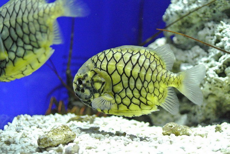 Cá "quả thông" (pinecone fish) là tên gọi chung của các loài cá thuộc họ Monocentridae, phân bố trên vùng biến kéo dài từ Nam Nhật Bản đến Australia, trong đó có một phần của Biển Đông.