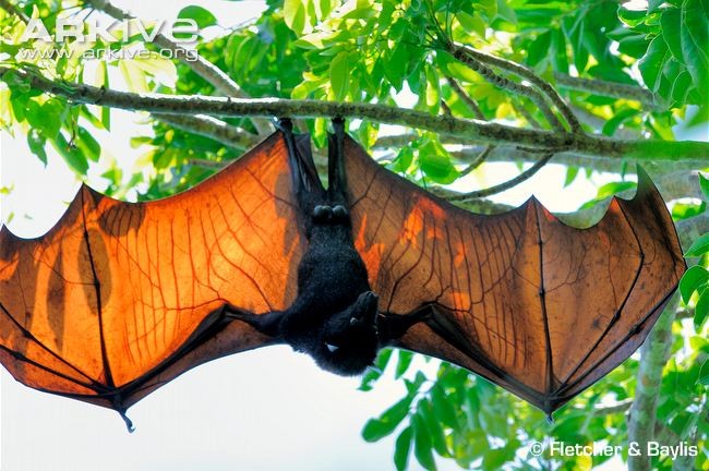 Dơi quạ lớn hay dơi ngựa lớn (Pteropus vampyrus) là một loài dơi khổng lồ, nặng tới 1kg, sải cánh dài 1,5m khi vươn hết cỡ.