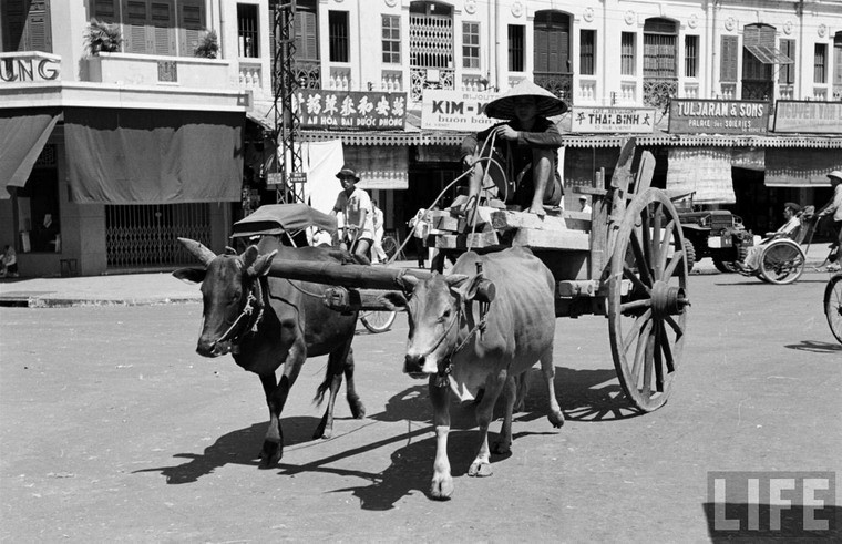 Một người đánh xe bò chở gỗ trên phố Rue Viénot (nay là đường Phan Bội Châu),  Sài Gòn năm 1950.