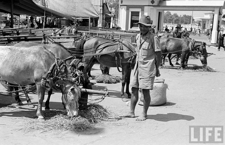 "Trạm xăng" dành cho những chú ngựa,  Sài Gòn năm 1950. Ảnh: Carl Mydans.