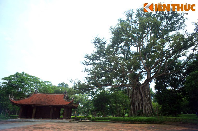 Trong khuôn viên khu di tích Lam Kinh - khu kinh thành được xây dựng nơi phát tích của nhà Hậu Lê ở Thanh Hóa - có một cây đa cổ thụ rất đặc biệt, được người dân gọi là cây đa Lam Kinh hay .