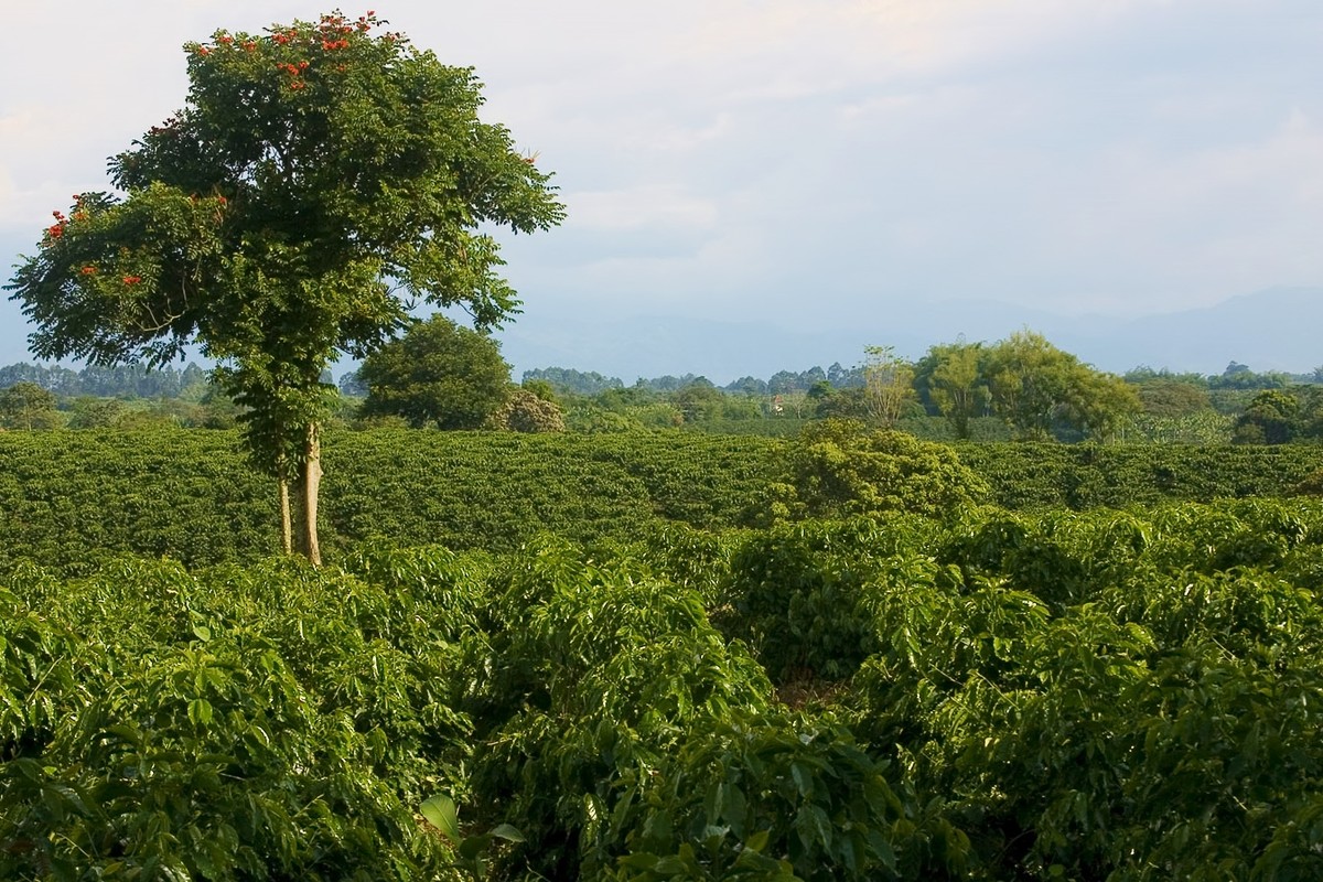  Cảnh quan văn hóa cà phê ở Colombia là tên gọi của một khu vực trồng cà phê lâu đời với quy mô lớn và chất lượng tốt bậc nhất trên thế giới của đất nước Colombia. Ảnh: Wikiwand.com.