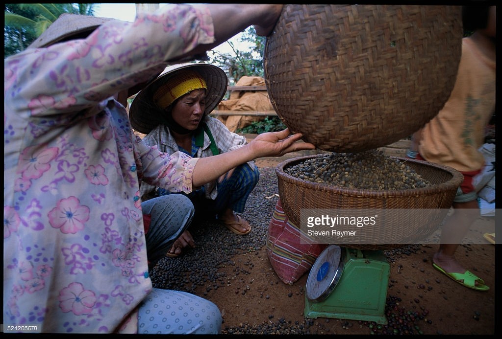 Người nông dân thu hoạch cà phê tại một cánh đồng gần Ban Mê Thuột. Hình ảnh nằm trong loạt ảnh  Việt Nam năm 1994 của nhiếp ảnh gia Steven Raymer.