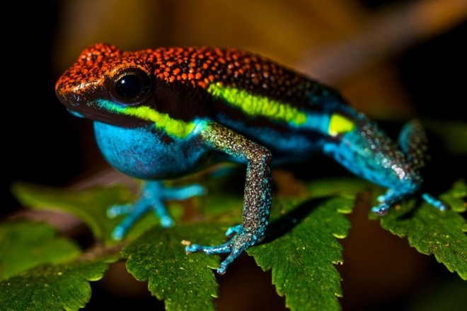 Ếch phi tiêu độc là những loài ếch có thân sặc sỡ, thuộc họ ếch Dendrobatidae. Chúng sống ở vùng Trung, Nam Phi và Hawaii. Với chiều dài khoảng 5 cm, chúng tiết ra batrachotoxin, chất độc có thể ngăn chặn hoạt động của tế bào thần kinh tới các cơ, gây tê liệt và dẫn tới tử vong.