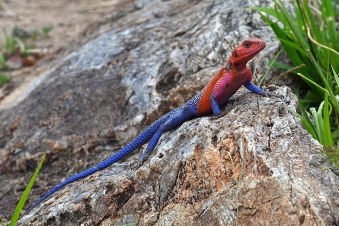 Thằn lằn Agama đầu đỏ là một trong số những  loài bò sát đẹp nhất hành tinh. Với chiều dài từ 35 đến 38 cm, Agama chủ yếu sống ở châu Phi. Màu sắc trên khuôn mặt và cơ thể của một con Agama đực trở nên rực rỡ vào thời điểm nóng nhất trong ngày. Sự tương phản giữa khuôn mặt màu đỏ và cơ thể xanh khiến con vật trở nên nổi tiếng với tên gọi “thằn lằn siêu nhân”.