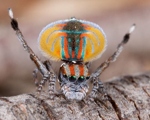 Nhện công (Jumping Peacock Spider) có màu sắc sặc sỡ so với các  loài nhện khác. Trong khi con cái chỉ có phần bụng và phần lưng màu nâu thì con đực lại sở hữu những màu sắc vô cùng nổi bật như màu cam, màu đỏ, màu xanh nước biển, xanh lá cây, vàng đen.Đây là một loài nhện khá nhỏ. Chúng phân bố ở Queensland và New South Wales.