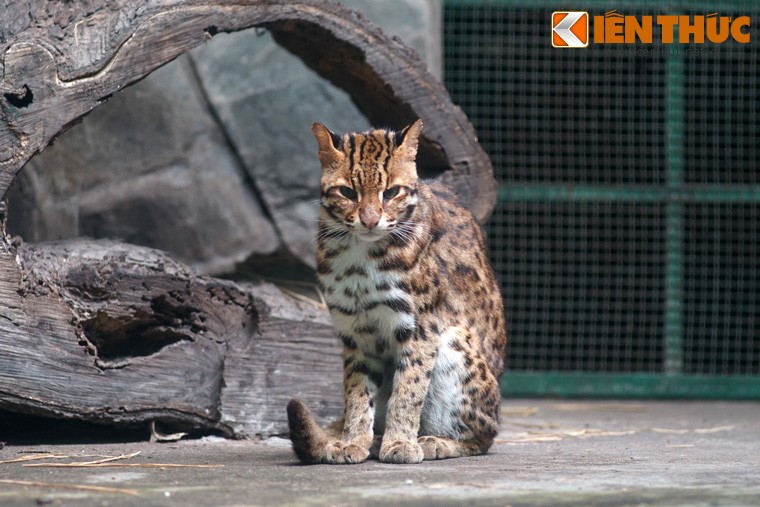 Mèo rừng (Felis bengalensis) là một loài động vật họ mèo xuất hiện khá phổ biến tại các khu vực trung du và miền núi của Việt Nam. Ảnh chụp tại Thảo Cầm Viên (TP HCM).