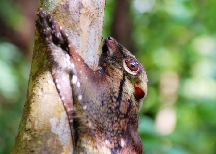  Chồn bay (Cynocephalus variegatus) rất xứng đáng để đứng đầu bảng trong danh sách các loài thú lạ lùng ở Việt Nam. 