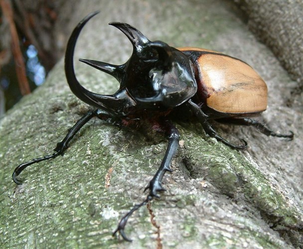   Bọ hung năm sừng (Eupatorus gracilicornis) sẽ khiến nhiều người “choáng” vì kích thước rất lớn và hình thù kì dị có một không hai.