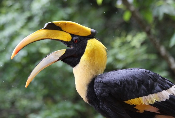 Chiếc mũ này của  c him hồng hoàng (Buceros bicornis) được gọi là mũ mỏ, trông có vẻ khá nặng nề. Thực ra nó rỗng ruột và rất nhẹ. 