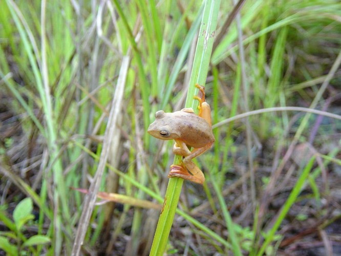  Sẽ không có ấn tượng gì đặc biệt nếu gặp  ếch cây màng bơi đỏ (Rhacophorus rhodopus) dưới ánh sáng ban ngày.