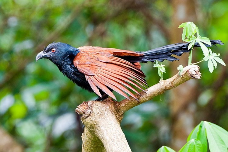  Bìm bịp là một loài chim khá quen thuộc ở Việt Nam. Tuy vậy, có nhiều điều thú vị về loài chim này mà không phải ai cũng biết. 