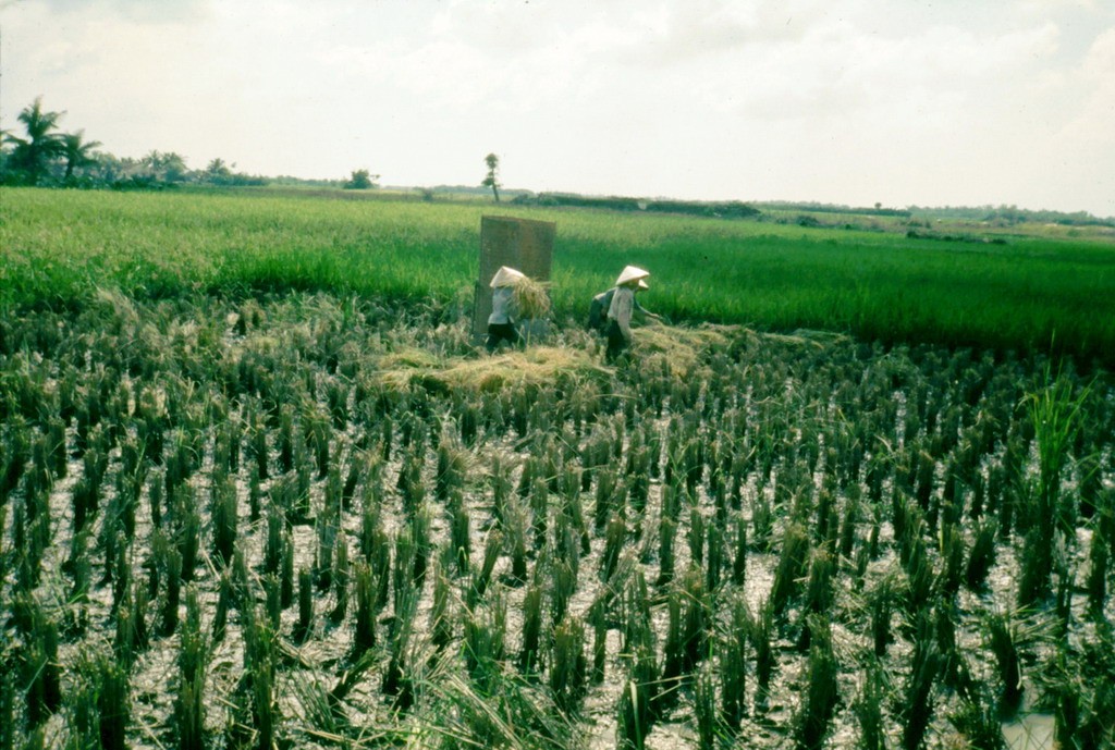 Những người nông dân gặt lúa trên đồng,  Long An năm 1968. Hình ảnh do cựu binh Mỹ Laurie John Bowser thực hiện trong thời gian đóng quân ở Long An.