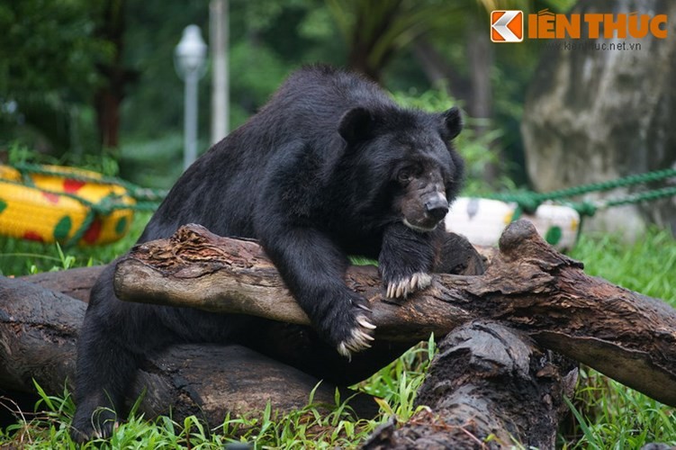  Gấu ngựa (Ursus thibetanus) là một trong những loài động vật đáng sợ nhất trong các khu rừng ở Việt Nam. Ảnh: Gấu ngựa tại Thảo Cầm Viên Sài Gòn.