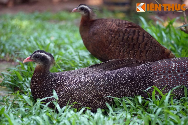  Chim trĩ sao (tên khoa học Rheinardia ocellata) là một trong những loài chim đẹp nhất tồn tại trong thiên nhiên hoang dã ở Việt Nam. Ảnh chụp tại Thảo Cầm Viên Sài Gòn.