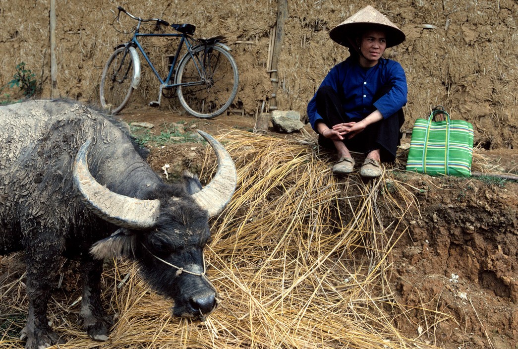 Người phụ nữ và chú trâu ở chợ phiên Trà Lĩnh,  Cao Bằng năm 1994. Ảnh: Magnumphotos.com.