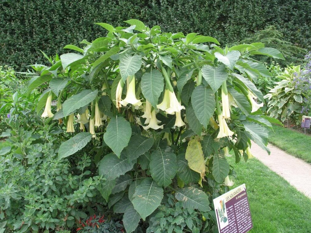  Cây cà độc dược (Datura alba Lour): Các hóa chất trong  cà độc dược như scopolamine và atropine làm mờ mắt, buồn nôn, chóng mặt, tim đập nhanh, tăng thân nhiệt, thậm chí dẫn đến ngừng tim, tử vong. Ảnh: Finegardening.