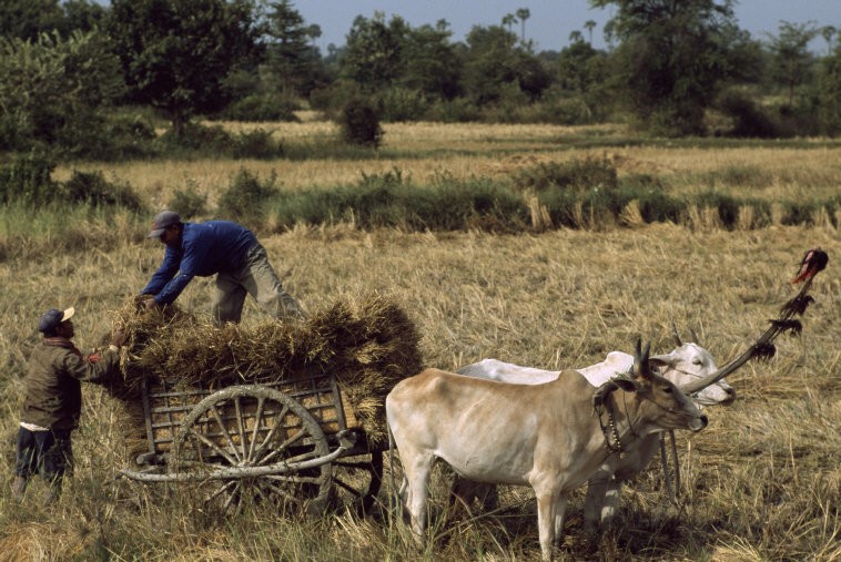 Nông dân Campuchia thu nhặt rơm rạ trên cánh đồng sau mùa gặt, 1997. Ảnh: Hiroji Kubota/ Magnum Photos.