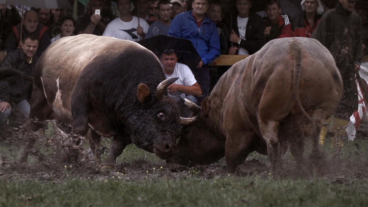 Korida là tên gọi của  tục lệ chọi bò truyền thống ở bán đảo Balkans. Các cuộc chọi bò nổi tiếng nhất được tổ chức ở vùng núi Grmeč, phía Tây Bosnia vào ngày Chủ nhật đầu tiên của tháng 8, luôn thu hút hàng nghìn du khách tham gia. Ảnh: Digital Cube.