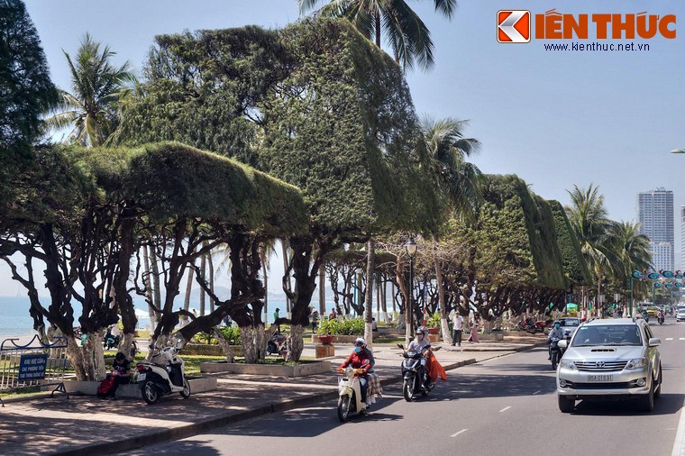 Khi đến với thành phố biển Nha Trang (Khánh Hòa), nhiều du khách không khỏi ấn tượng trước hàng phi lao xanh mướt trải dọc bãi biển ở nơi đây.