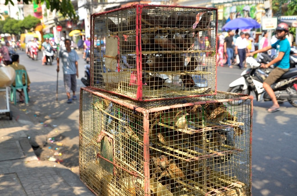 1. Ngày nay, săn bắt chim, cá... ngoài thiên nhiên để bán cho người phóng sinh đã trở thành một nghề. Có nhiều người còn bắt những động vật vừa được phóng sinh để bán lại lần nữa. Mua vật phóng sinh từ những người này là tiếp tay cho hành vi hủy hoại môi sinh của họ. Ảnh: Dân trí.