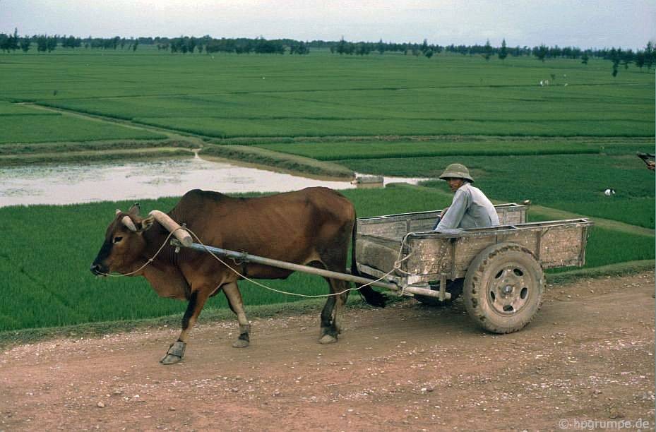 Người đàn ông ngồi trên xe bò kéo, quan sát trên đường từ Hà Nội đi chùa Thầy, vùng nông thôn  Hà Nội năm 1991.