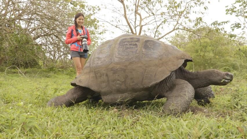 Rùa khổng lồ: Loài  sinh vật lạ này được xem là một trong những động vật biểu tượng của quần đảo Galapagos. Trên thực tế, đảo có 14 loại rùa khổng lồ, trong đó 4 loại đã tuyệt chủng. Điều thú vị là mai của những con rùa không phải khối đặc, mà đầy các lỗ nhỏ để giảm trọng lượng, cho phép con vật di chuyển. Chúng có thể sống sót mà không cần nước hoặc thức ăn trong một thời gian dài. Ảnh: Shutterstock.