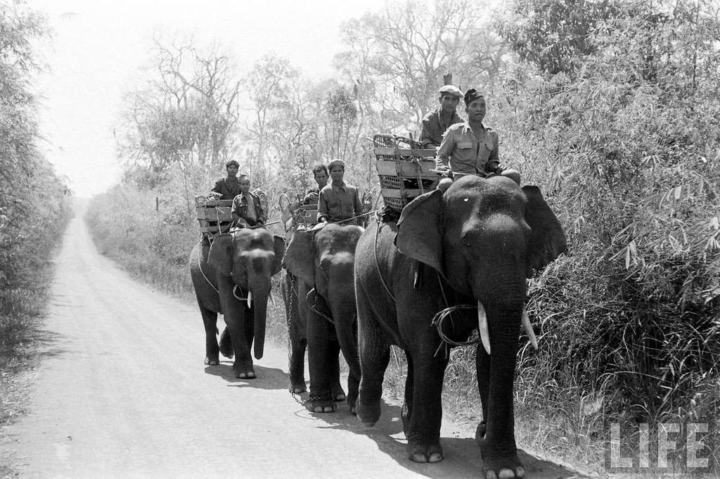 Các thớt voi kéo về thị xã Buôn Mê Thuột năm 1957 để tham gia hội chợ kinh tế diễn ra từ ngày 22/2 đến 4/3/1957 tại thị xã. Ảnh: John Dominis / Life.