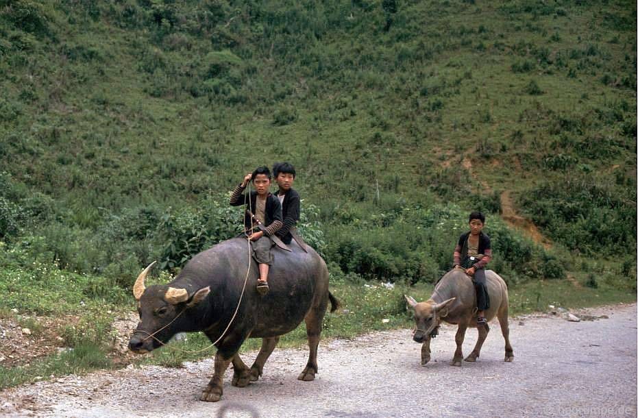 Các cậu bé chăn trâu người dân tộc thiểu số ở Sơn La,  Việt Nam năm 1992. Chú bé phía sau cưỡi trên con nghé nhỏ trông rất ngộ. Ảnh: Hans-Peter Grumpe / Hpgrumpe.de.