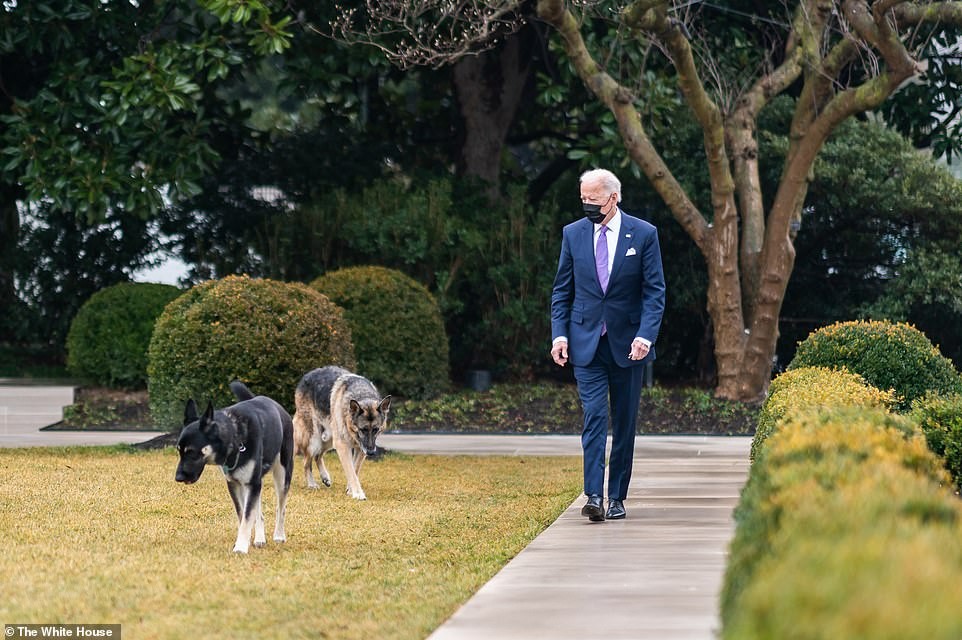 Tổng thống Joe Biden dạo chơi với hai chú chó cưng trong Vườn hồng của Nhà Trắng ngày 26/1.