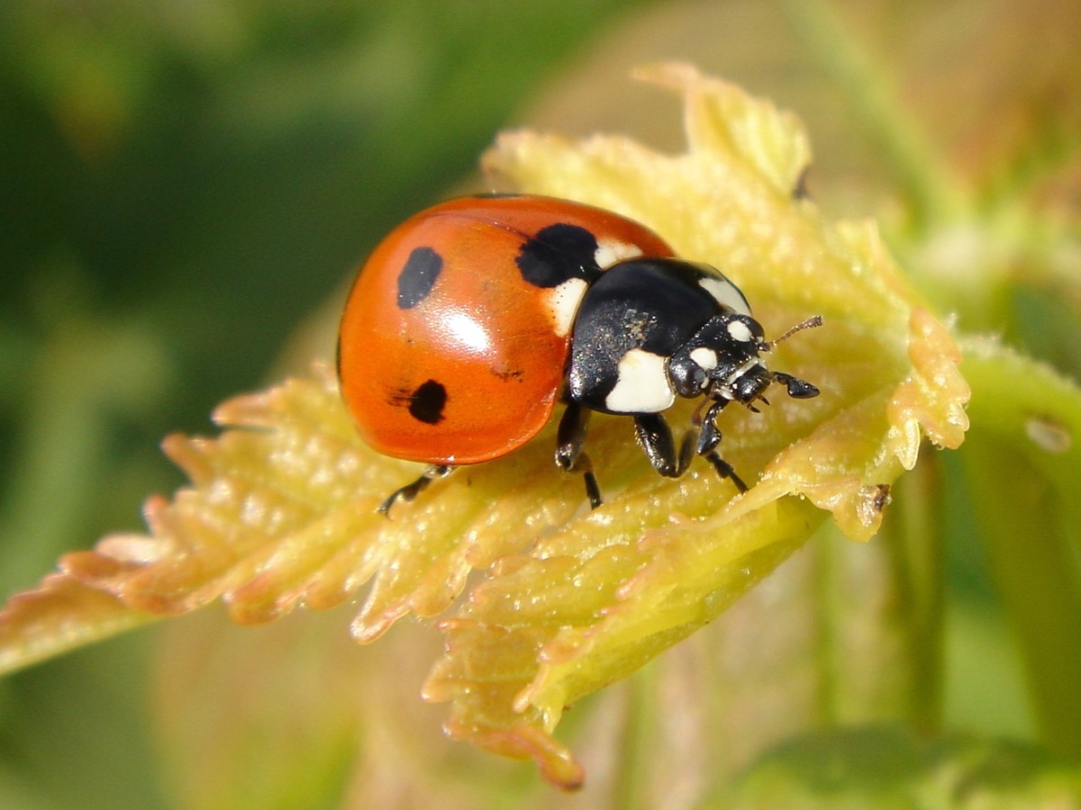 Bọ rùa bảy chấm (Coccinella septempunctata, dài 6 - 9 mm) là loài  bọ cánh cứng phổ biến ở các sinh cánh khác nhau trên thế giới. Chúng là côn trùng có ích khi giúp người nông dân tiêu diệt các loài rệp hại cây trồng.