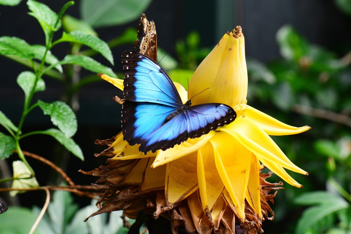 Bướm Morpho xanh (Morpho peleides) là  loài bướm phân bố rộng ở các khu rừng nhiệt đới Trung và Nam Mỹ. Bướm trưởng thành hút nước quả thối.