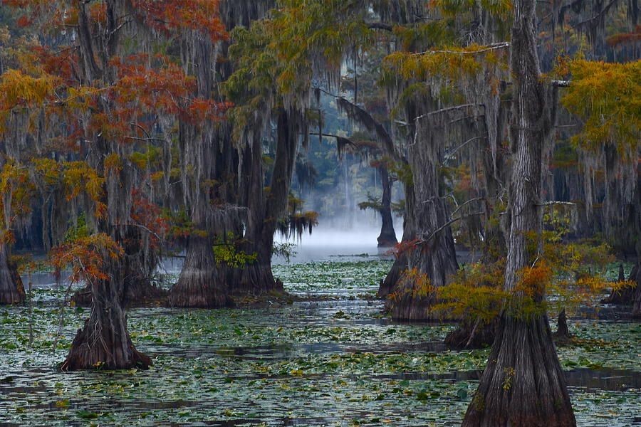 Nằm trên địa phận hai bang Texas và Louisiana của Mỹ,  rừng thủy tùng hồ Caddo được coi là một trong những cảnh quan thiên nhiên độc đáo nhất thế giới