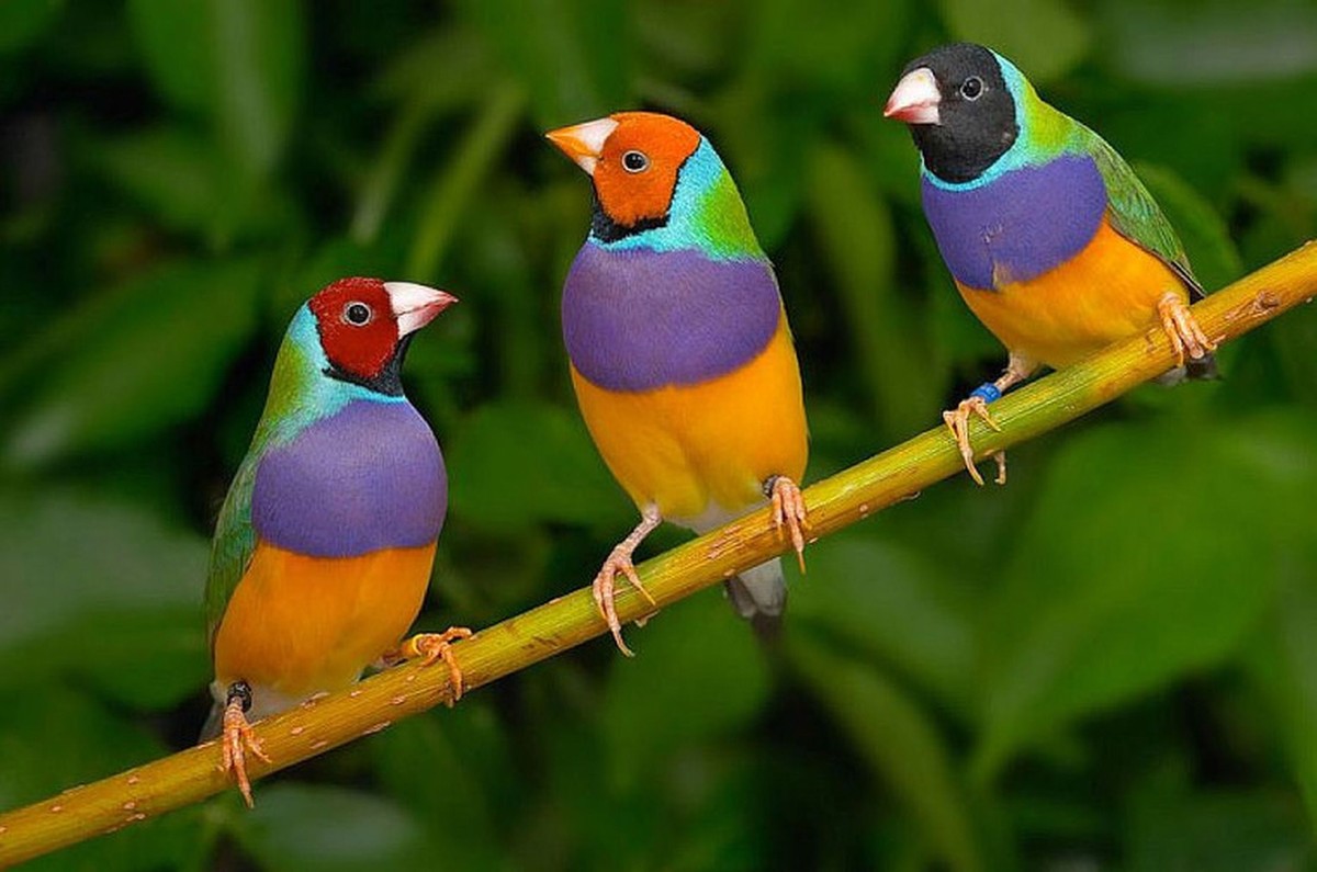 Là loài chim đặc hữu của miền Bắc Australia,  chim sẻ Gouldian hay chim di ngũ sắc (Erythrura gouldiae) là một trong những loài chim có sắc màu ấn tượng nhất trái đất..