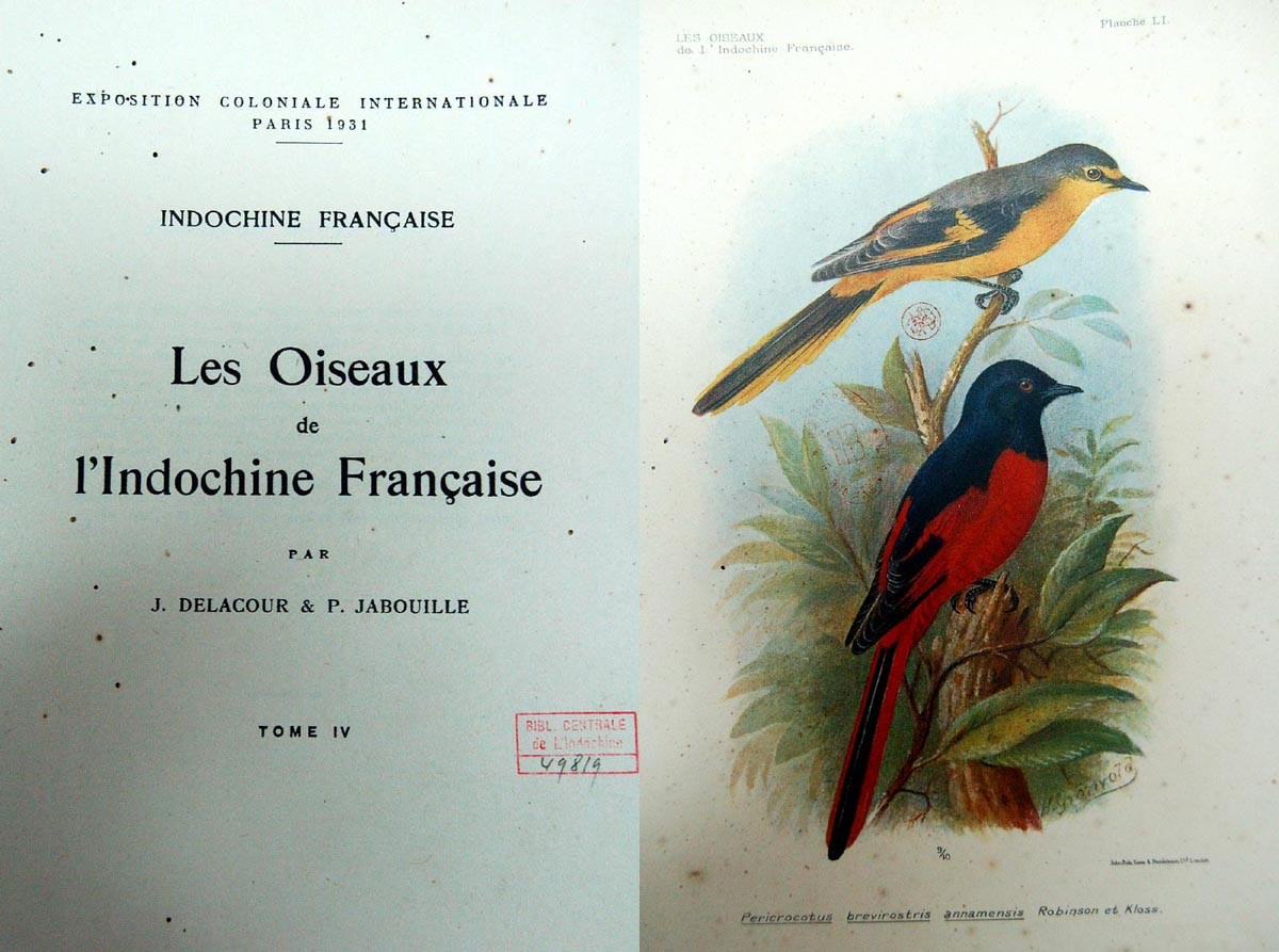 Ảnh trái: Trang bìa sách " Các loài chim của Đông Dương thuộc Pháp" (Les oiseaux de l'Indochine Française). Ảnh phải: Chim phường chèo đỏ mỏ ngắn.