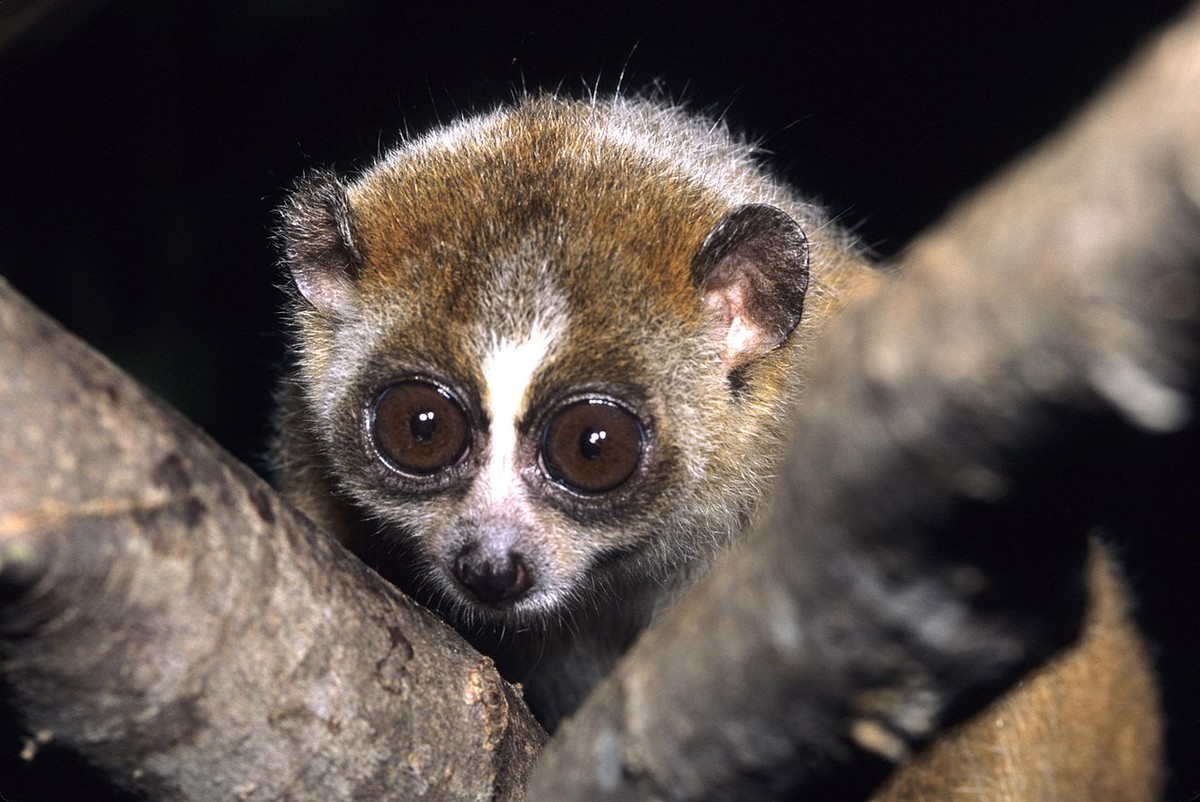 " Con khỉ gió" chính là một tên gọi danh cho các loài cu li, gồm cu li lớn nhỏ (Nycticebus pygmaeus) và cu li lớn (Nycticebus coucang) ở Việt Nam. Đây là các loài vật thuộc phân họ Cu li, bộ Linh trưởng.