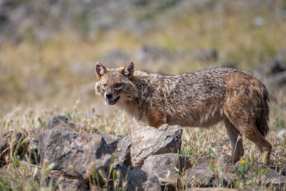  Chó rừng hay chó rừng vàng, sói Tây Nguyên (Canis aureus) là một loài chó hoang dã phân bố rộng ở lục địa Á - Âu. Dưới con mắt các nhà khoa học, đây là loài điển hình nhất của họ Chó (Canidae), có thể được coi là gương mặt đại diện cho họ thú ăn thịt này.