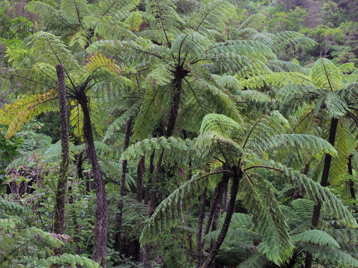 Dương xỉ thân gỗ đen (Cyathea medullaris) có thể mọc cao tới 18 mét, có nguồn gốc từ New Zealand. Với kích thước quá lớn, loài  dương xỉ này có thể khiến nhiều người nhầm lẫn với các loài cọ, dừa.