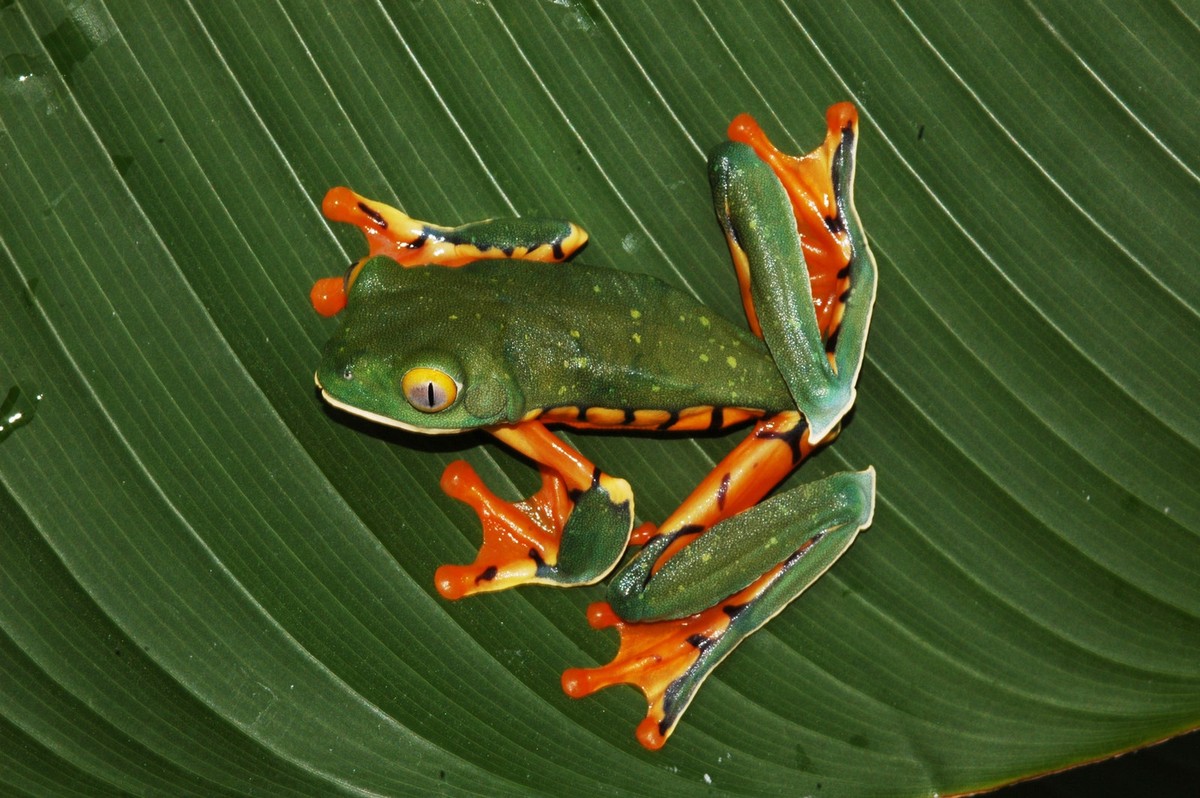 Nhái lá liệng (Cruziohyla calcarifer) dài 5-9 cm, phân bố ở Trung Mỹ và Nam Mỹ. Loài nhái bén này sống trên cây, có thể liệng từ cây này sang cây khác bằng cách dùng màng chân xòe rộng như dù lượn.