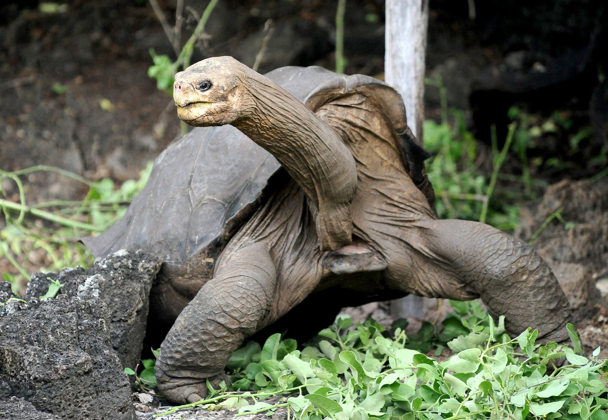 Rùa cạn Galapagos (Chelonoidis elephantopus) dài 1,2 mét, gồm 11 phân loài sống trên các hòn đảo khác nhau thuộc quần đảo Galapagos. Chúng chủ yếu ăn thực vật, là một trong những  loài rùa cạn lớn nhất thế giới.